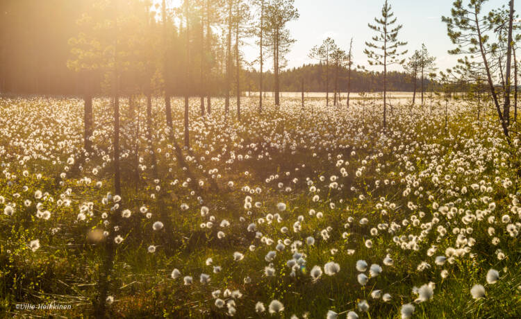 Tupasvillaa, pieniä mäntyjä suolla auringonpaisteessa