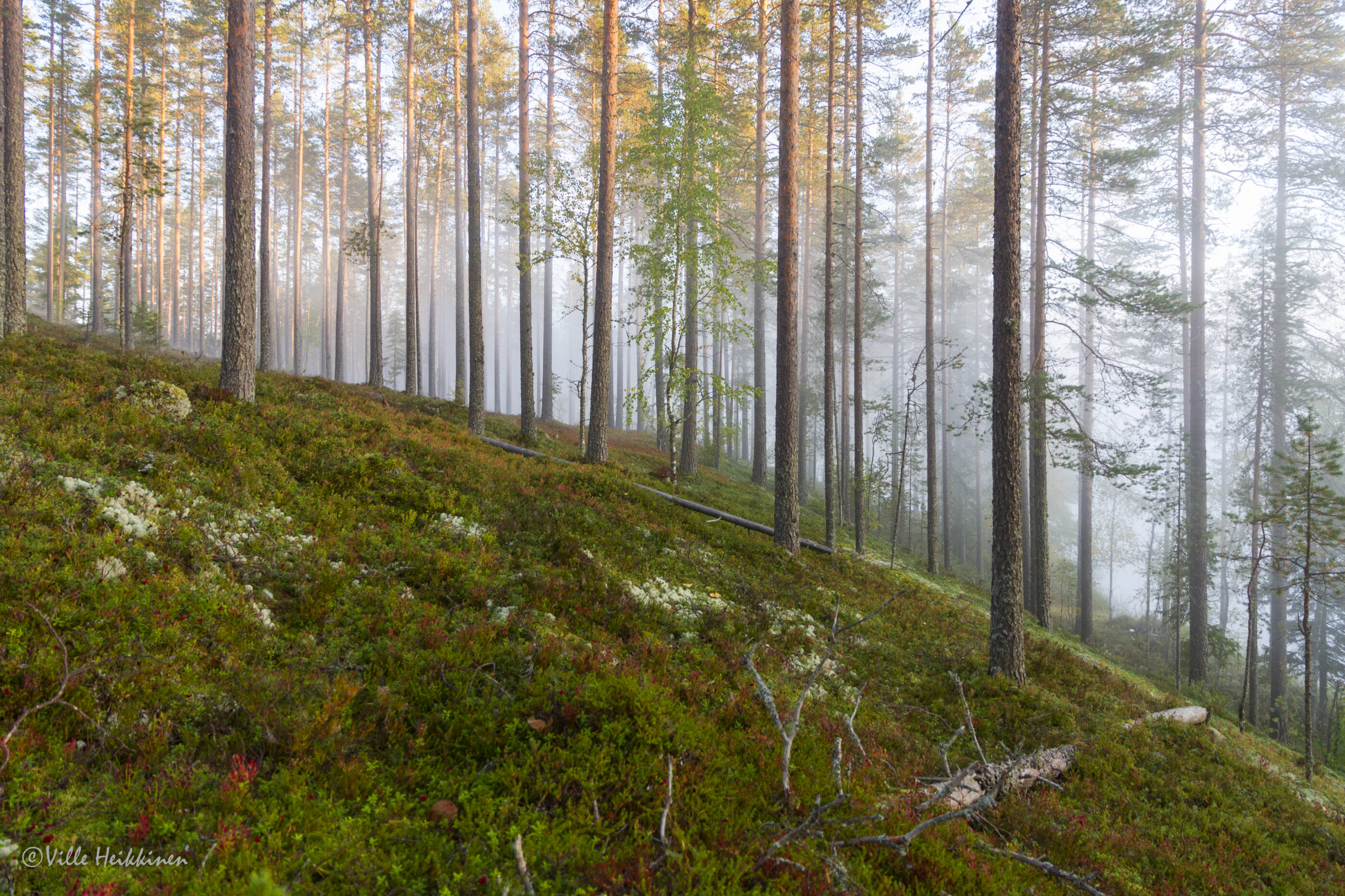 Hällämönharju usvainen rinne